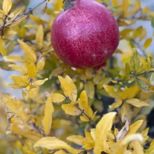 Nar 0